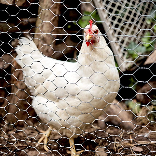 Different Poultry Fencing Options