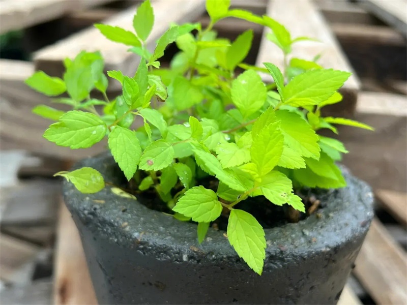 Cement Pots and Planters (4)