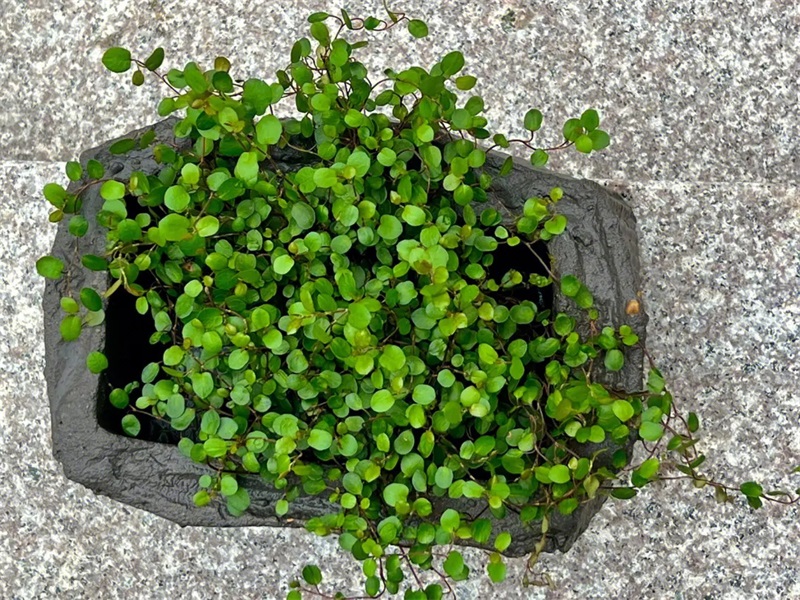 Cement Pots and Planters (8)