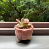 Coarse Pottery Succulent Flower Pots