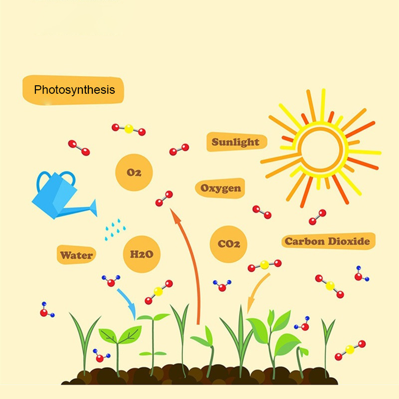 Photosynthesis