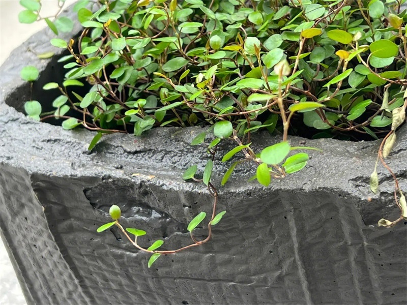 Cement Pots and Planters (6)