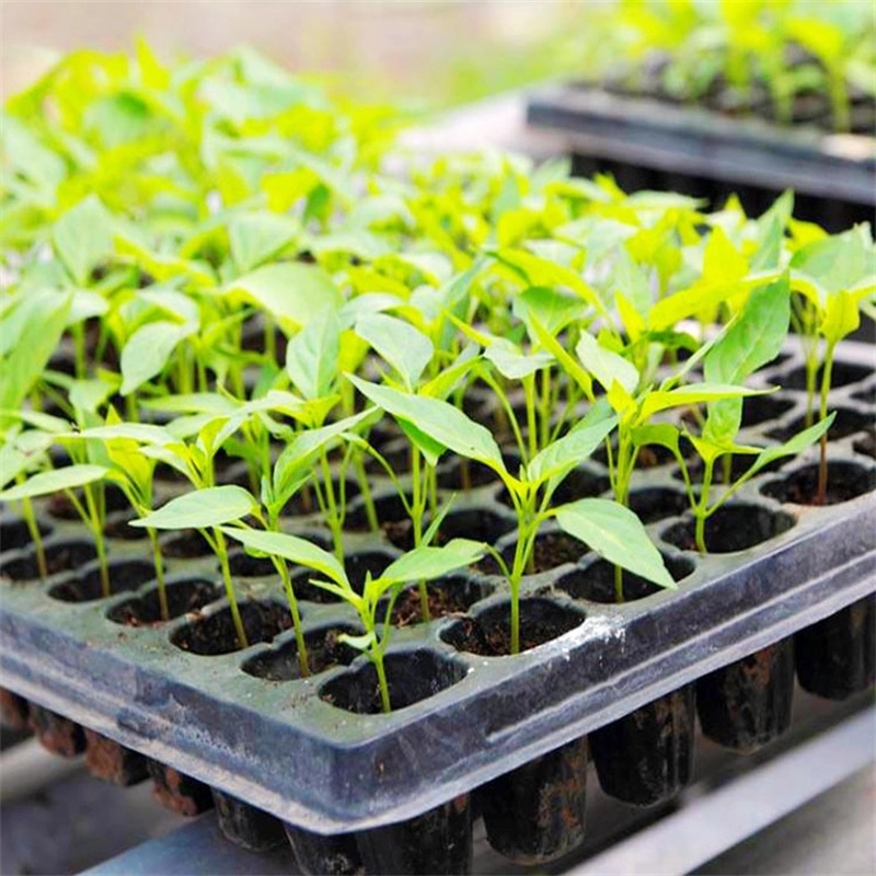 Choosing the Right Seed Tray: A Guide to Seedling Trays with Holes