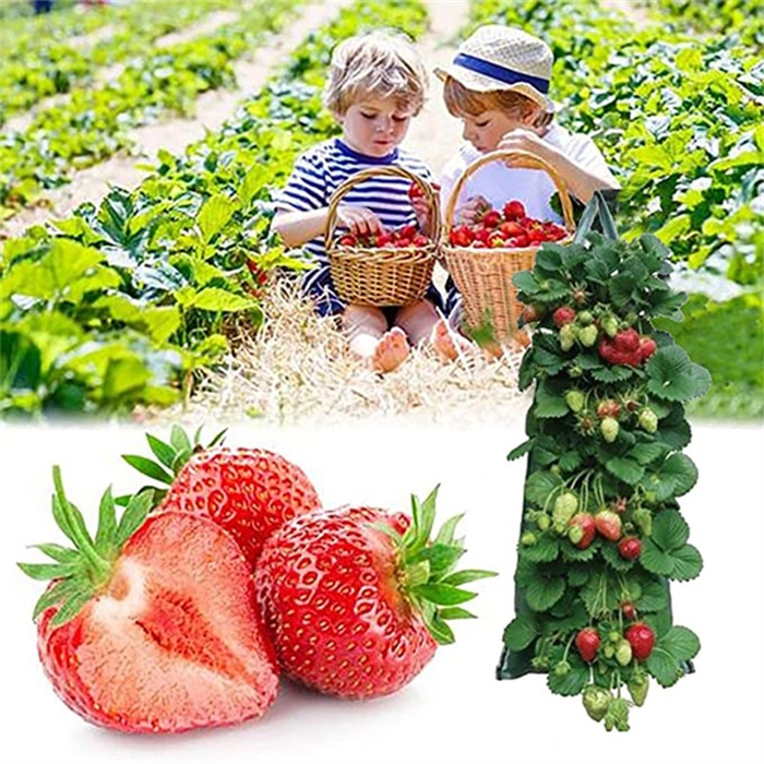 New Vertical Strawberry Planting Bag A Revolutionary Solution for Growing Strawberries